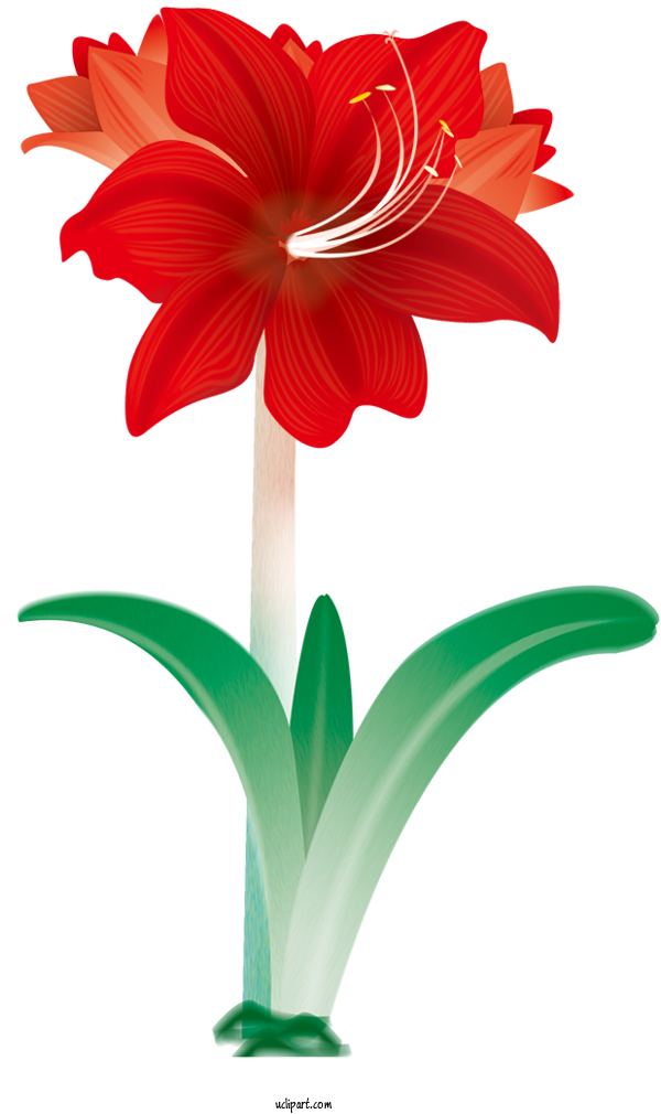 Free Flowers Amaryllis Flower Cut Flowers For Lily Clipart Transparent Background