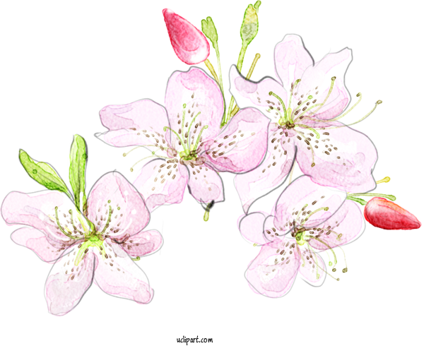 Free Flowers Floral Design Design Watercolor Painting For Lily Clipart Transparent Background