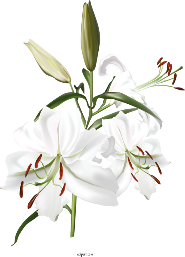 Free Flowers Madonna Lily Flower Easter Lily For Lily Clipart Transparent Background