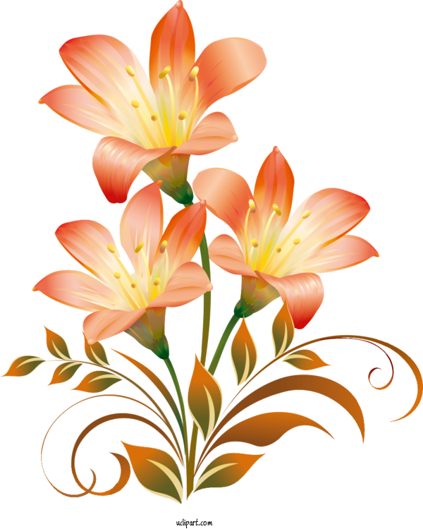Free Flowers Floral Design Yellow Flower For Lily Clipart Transparent Background