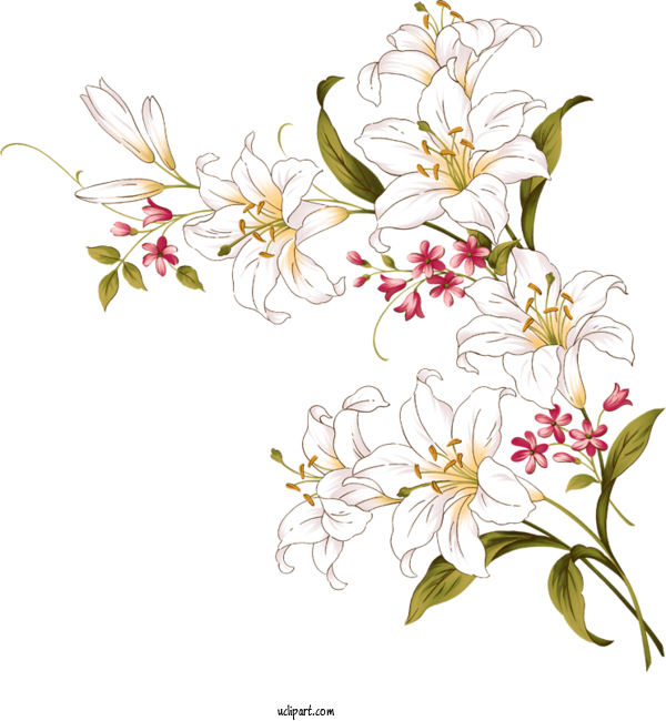 Free Flowers Watercolor Painting Lily Painting For Lily Clipart Transparent Background