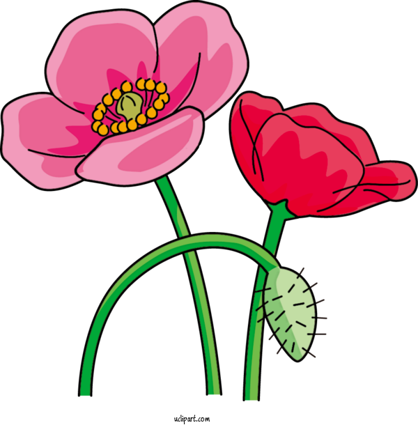 Free Flowers Floral Design Cut Flowers Flower For Poppy Flower Clipart Transparent Background