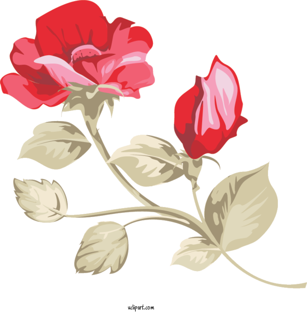 Free Flowers Design Watercolor Painting Oil Painting For Rose Clipart Transparent Background