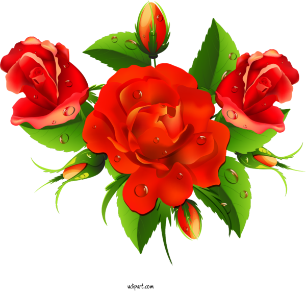 Free Flowers Rose Floral Design Flower For Rose Clipart Transparent Background