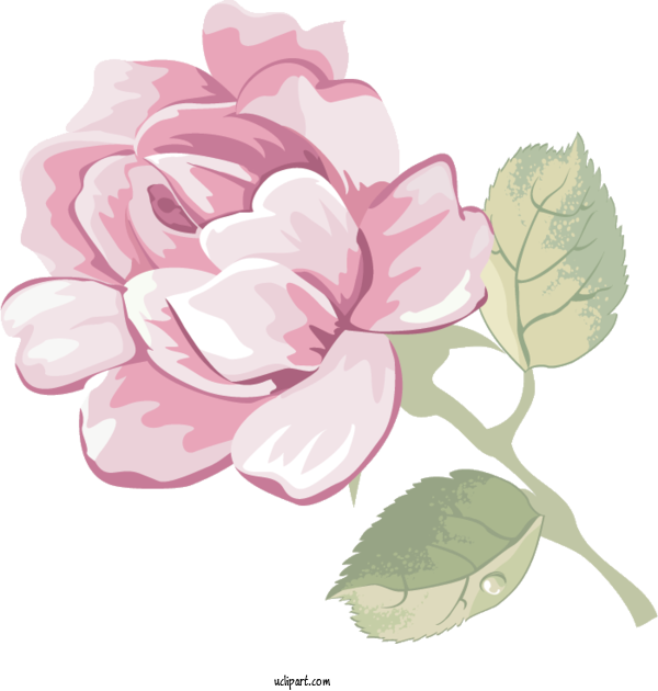 Free Flowers Cabbage Rose Design For Rose Clipart Transparent Background