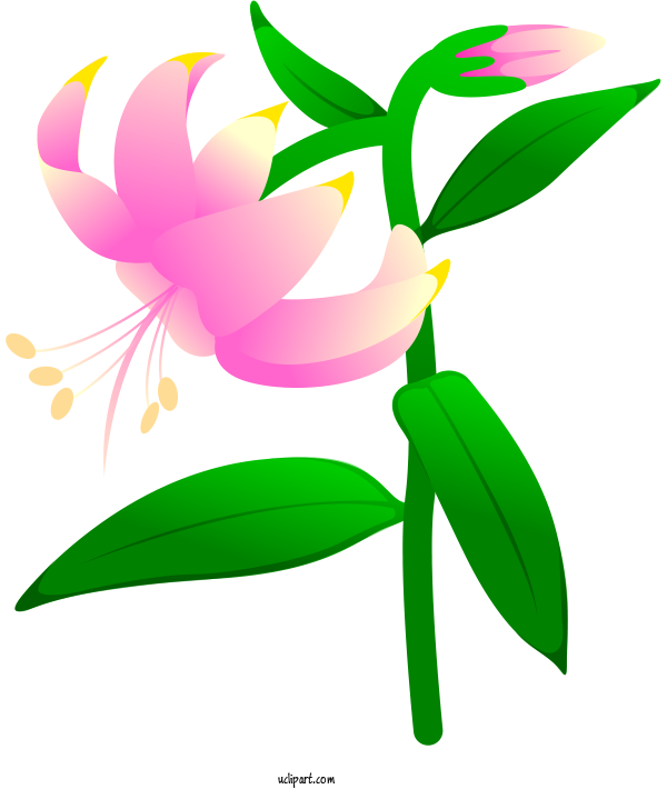 Free Flowers Poster Cartoon Design For Lily Clipart Transparent Background