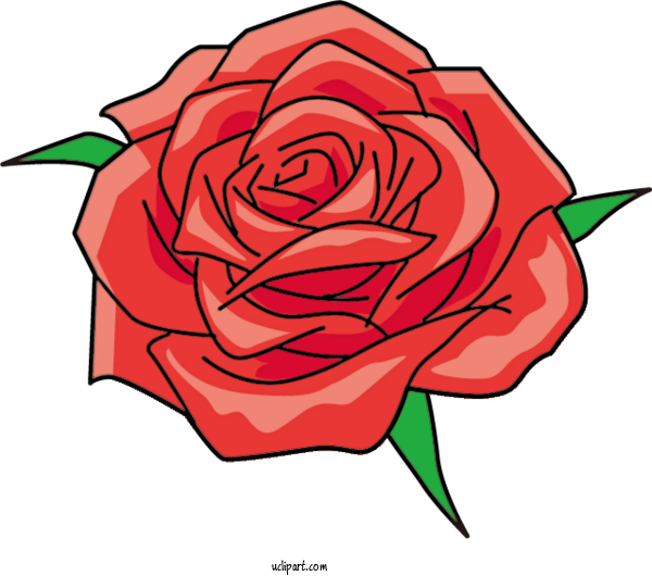 Free Flowers Rose Garden Roses Floral Design For Rose Clipart Transparent Background