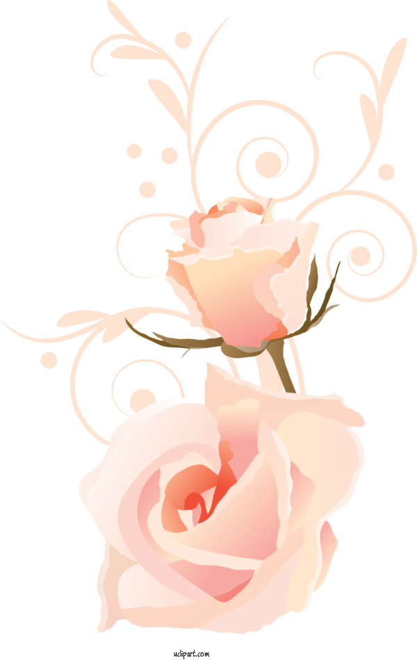 Free Flowers Garden Roses Floral Design Rose For Rose Clipart Transparent Background