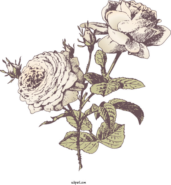 Free Flowers Floral Design Flower Flower Bouquet For Rose Clipart Transparent Background