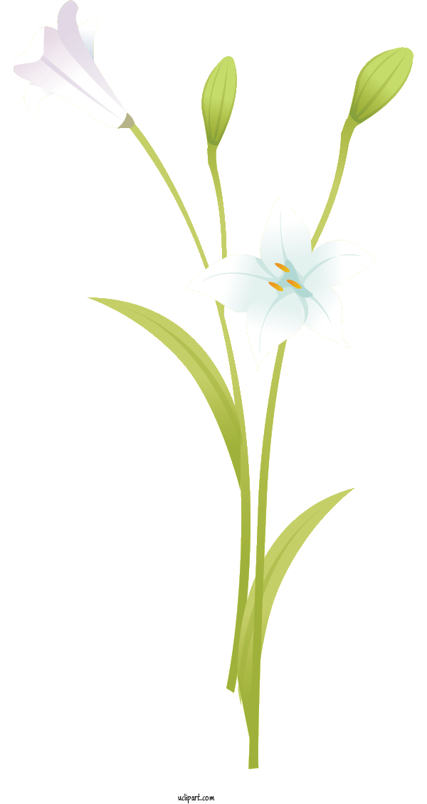 Free Flowers Plant Stem Leaf Cut Flowers For Lily Clipart Transparent Background