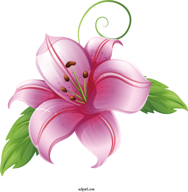 Free Flowers Flower Royalty Free Lily For Lily Clipart Transparent Background