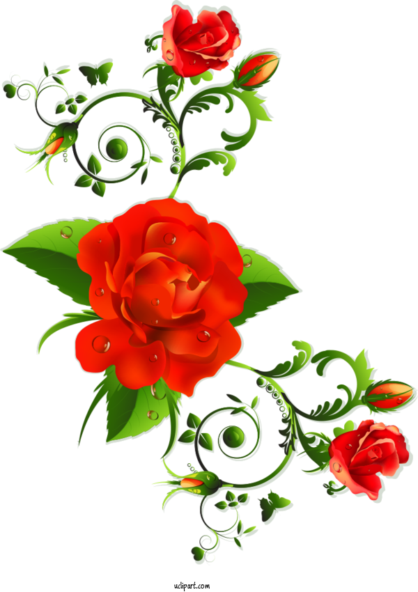 Free Flowers International Women's Day  March 8 For Rose Clipart Transparent Background