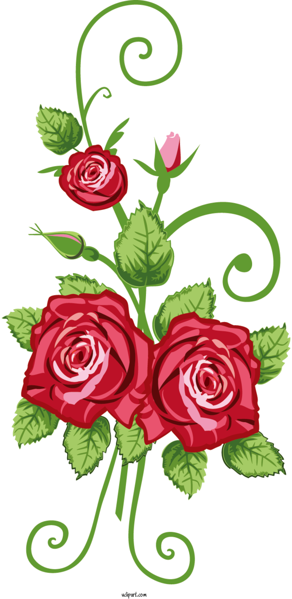 Free Flowers Rose Drawing Floral Design For Rose Clipart Transparent Background
