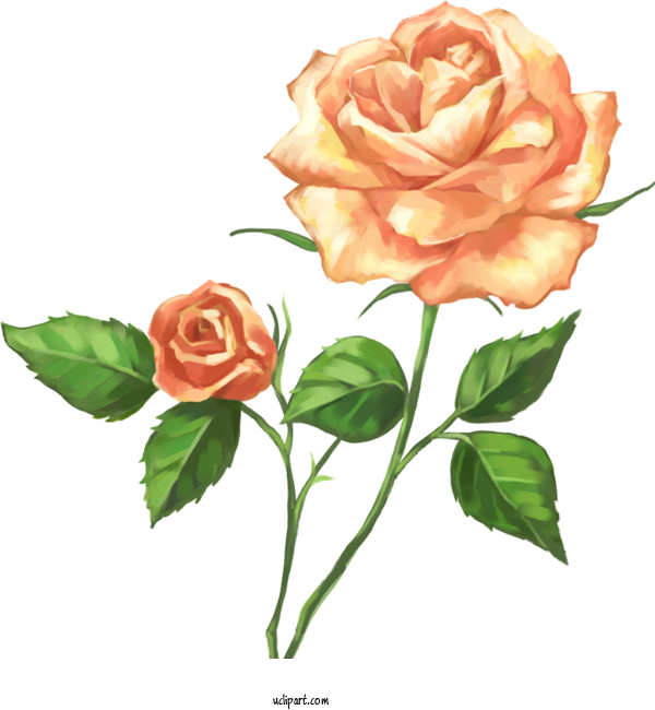 Free Flowers Beach Rose Flower Design For Rose Clipart Transparent Background