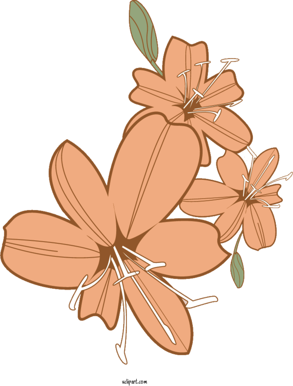 Free Flowers Flower Plant Stem Lily For Lily Clipart Transparent Background