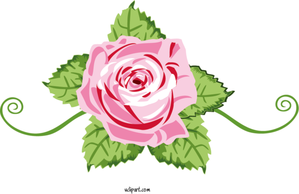 Free Flowers Garden Roses Design Oil Painting For Rose Clipart Transparent Background