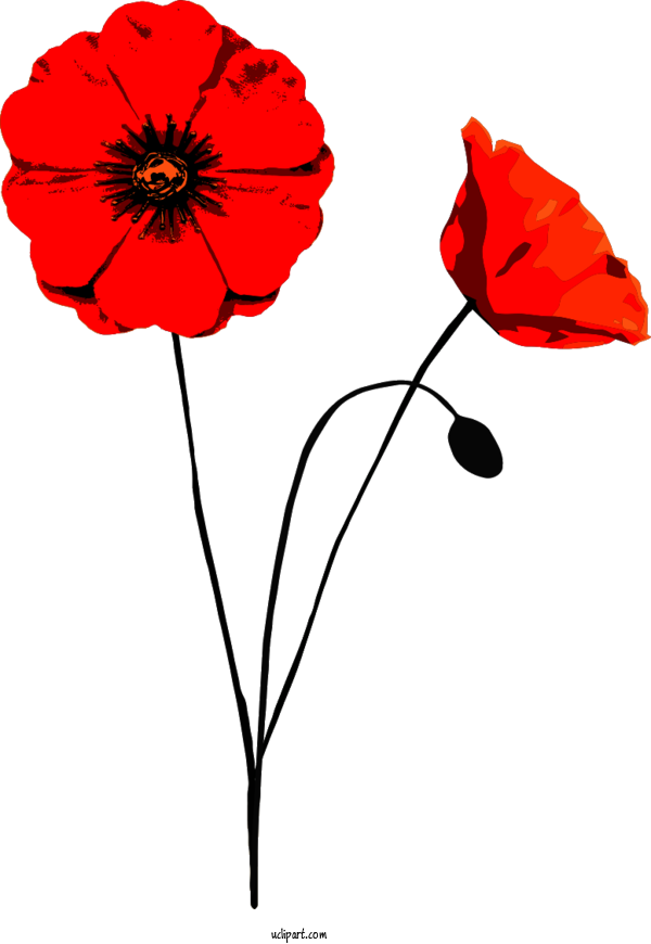 Free Flowers Anzac Day Poppy Flower For Poppy Flower Clipart Transparent Background