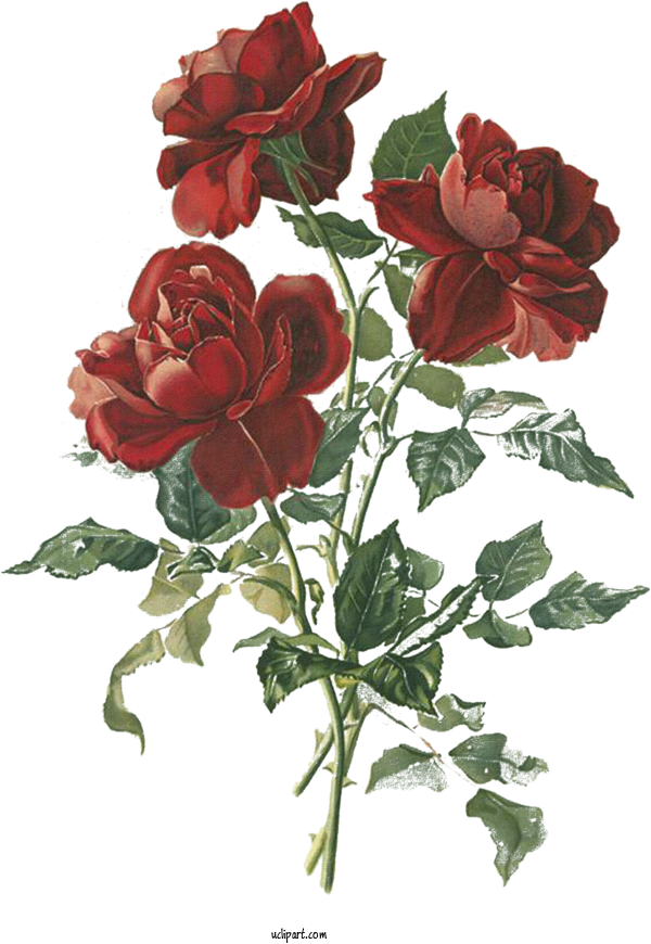 Free Flowers Rose Drawing Design For Rose Clipart Transparent Background
