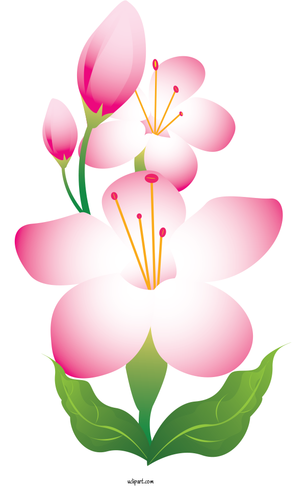 Free Flowers Flower Tulip Floral Design For Lily Clipart Transparent Background