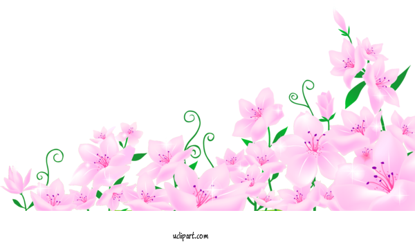 Free Flowers Flower Azalea Design For Lily Clipart Transparent Background