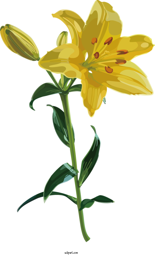 Free Flowers Lily Lesson Plants For Lily Clipart Transparent Background