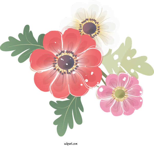 Free Flowers Flower Picture Frame Floral Design For Poppy Flower Clipart Transparent Background