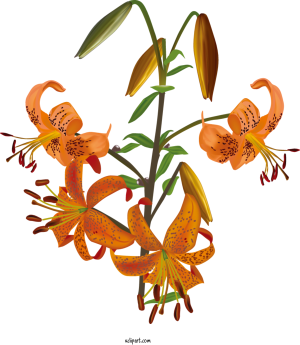 Free Flowers Orange Lily Lily 'Stargazer' Flower For Lily Clipart Transparent Background