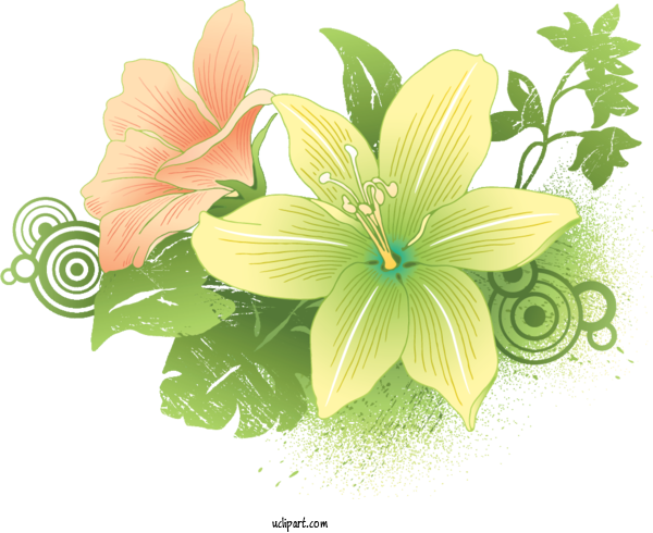 Free Flowers Flower Floral Design Lily For Lily Clipart Transparent Background