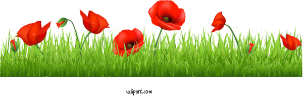 Free Flowers Poppy Royalty Free Cartoon For Poppy Flower Clipart Transparent Background