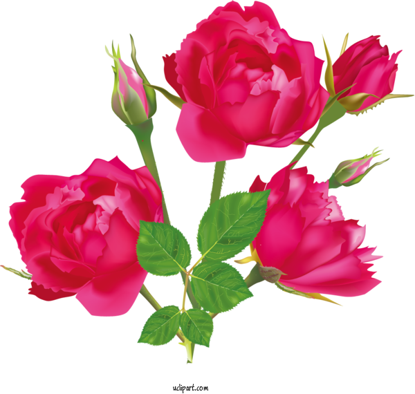 Free Flowers Garden Roses Flower Bud For Rose Clipart Transparent Background