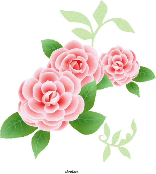 Free Flowers Rose Flower Floral Design For Rose Clipart Transparent Background