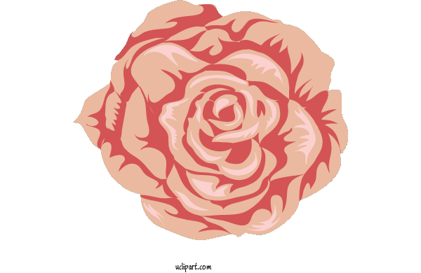 Free Flowers Garden Roses Cabbage Rose Floral Design For Rose Clipart Transparent Background