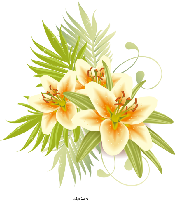 Free Flowers Design Lily Color For Lily Clipart Transparent Background