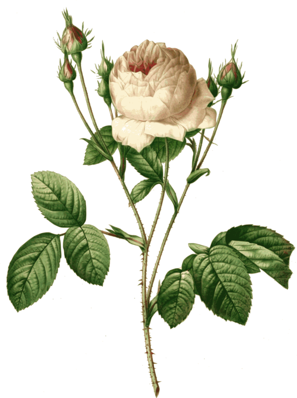 Free Family Flower Rose Family Plant Clipart Clipart Transparent Background