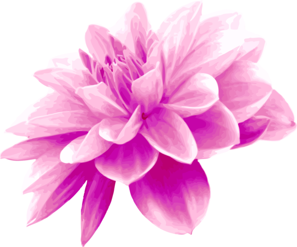 Free Family Flower Violet Dahlia Clipart Clipart Transparent Background