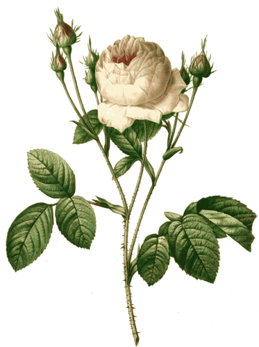 Free Family Flower Plant Rose Family Clipart Clipart Transparent Background
