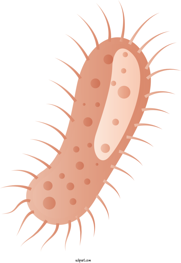 Free Medical Worm Close Up 紙舞 For Virus Clipart Transparent Background