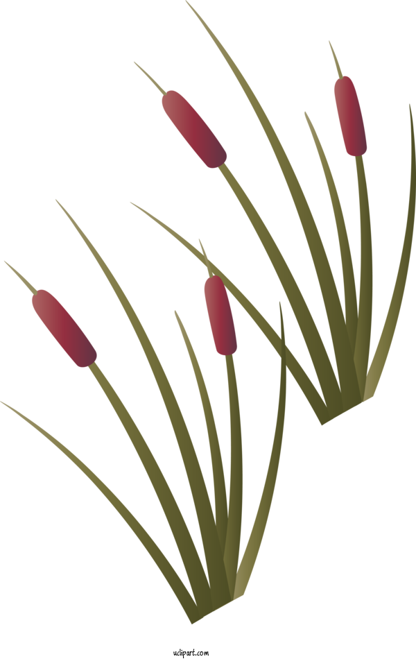 Free Nature Tulip Plant Stem Bud For Tree Clipart Transparent Background