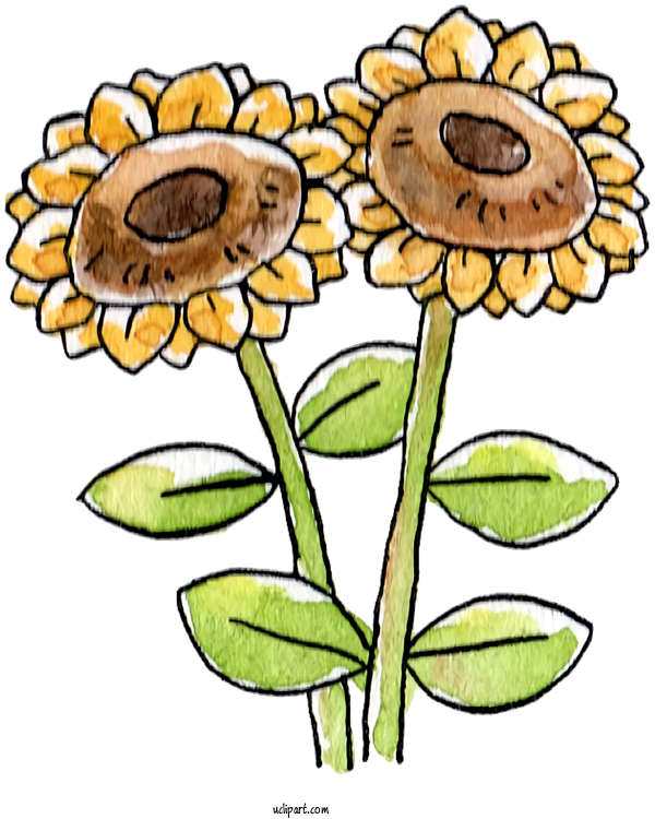 Free Nature Common Sunflower Sunflower Seed Design For Plant Clipart Transparent Background