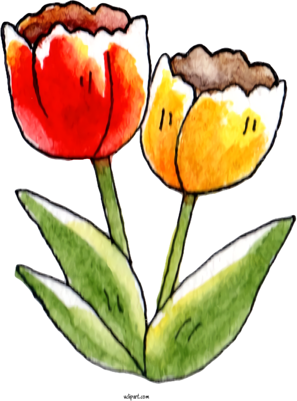 Free Nature Tulip Flower Drawing For Plant Clipart Transparent Background
