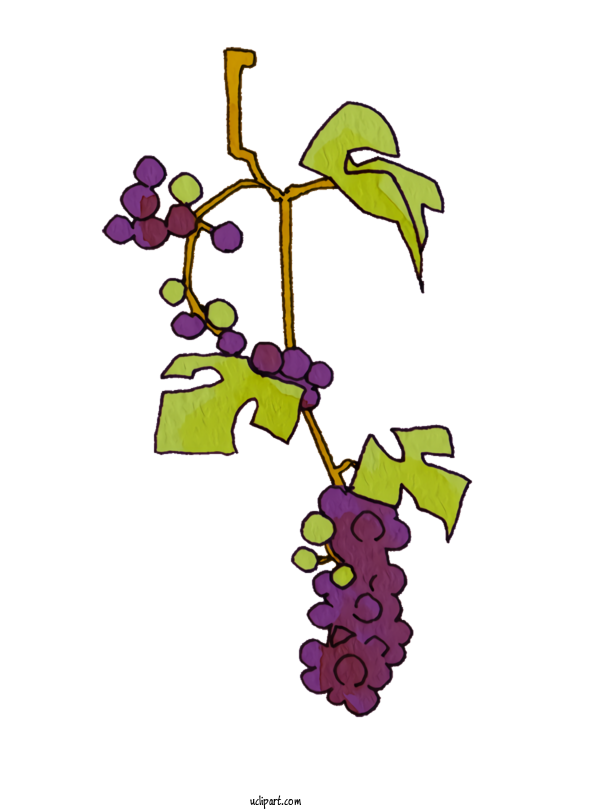 Free Nature Grape Muscat Crimson Glory Vine For Plant Clipart Transparent Background