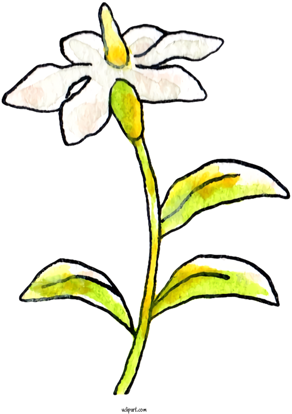 Free Nature Floral Design Cape Jasmine Flower For Plant Clipart Transparent Background