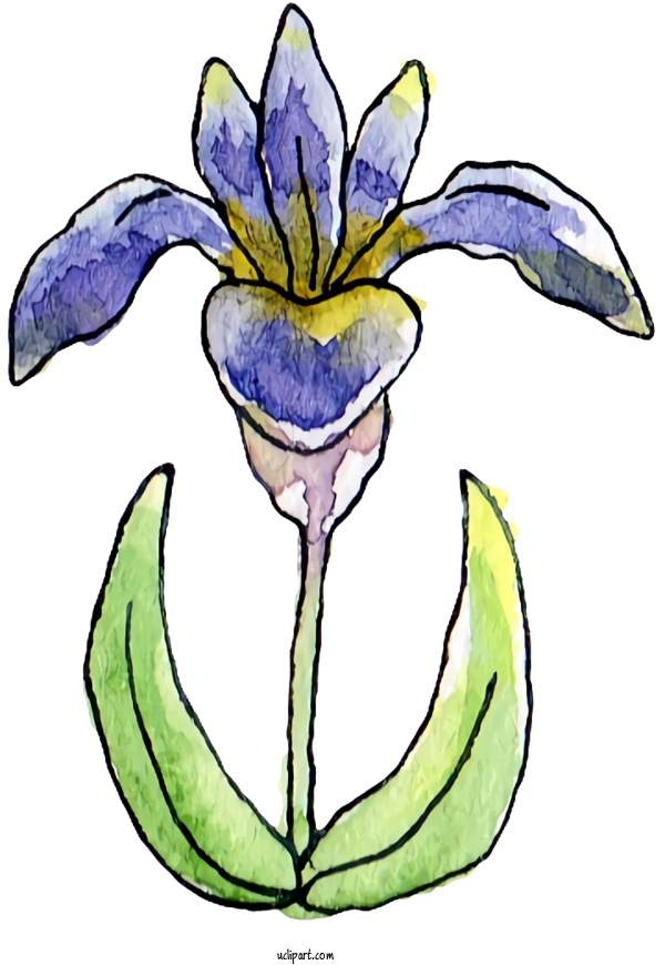 Free Nature Iris Sanguinea Iris Family Japanese Iris For Plant Clipart Transparent Background