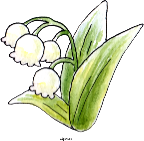 Free Nature Flower Lily Of The Valley Floral Design For Plant Clipart Transparent Background