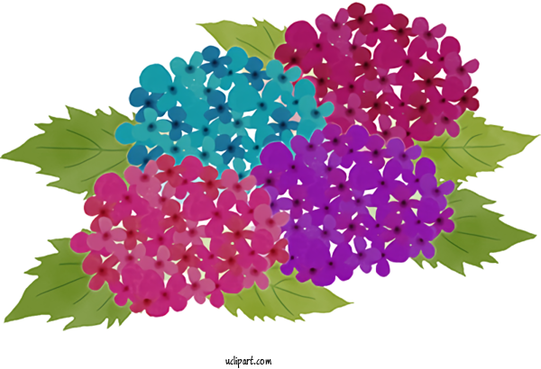 Free Nature French Hydrangea Flower Design For Plant Clipart Transparent Background