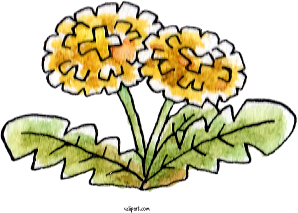 Free Nature Floral Design Dandelion Cut Flowers For Plant Clipart Transparent Background