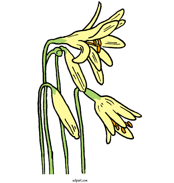 Free Nature Daffodil Floral Design Line Art For Plant Clipart Transparent Background