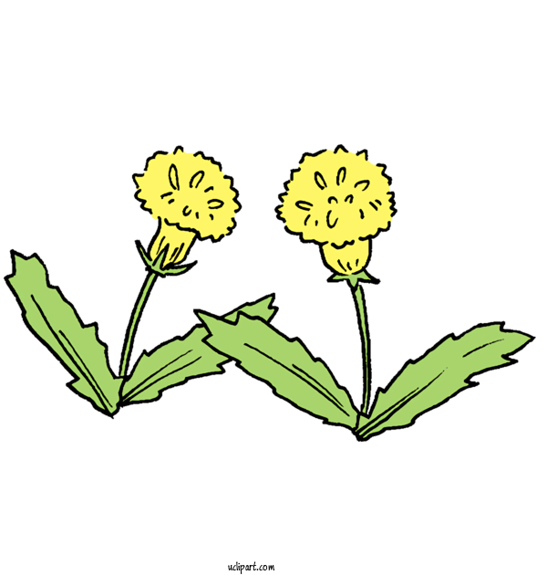 Free Nature Dandelion Floral Design Plant Stem For Plant Clipart Transparent Background