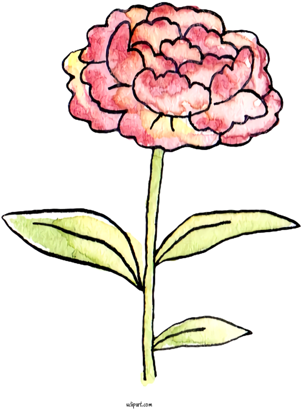 Free Nature Floral Design Chinese Peony Flower For Plant Clipart Transparent Background