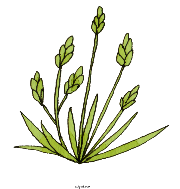 Free Nature Grasses Plant Stem Leaf For Plant Clipart Transparent Background